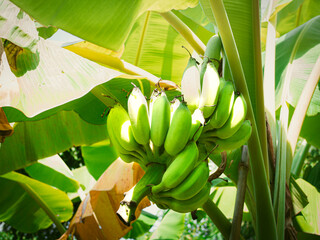 Obraz premium Bunch of Raw banana tree in the orchard. Bunch fresh raw green comb is hung on a tree. Unripe bananas in the jungle close up. Banana tree with bunch of green banana.