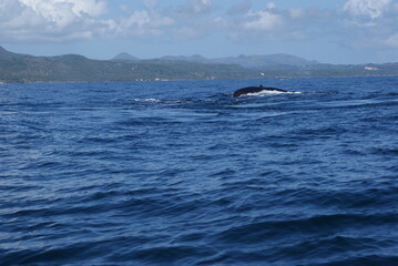 Naklejka premium Humpback whale diving into the depths of Samana Bay off the coast of the Dominican Republic