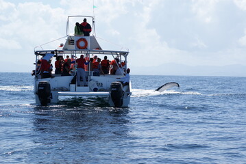 Diving humpback whale in Samana Bay in the Dominican Republic