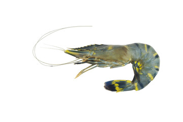 Fresh tiger prawn isolated on white background