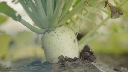 Japanese white radish harvested in the field (2)
