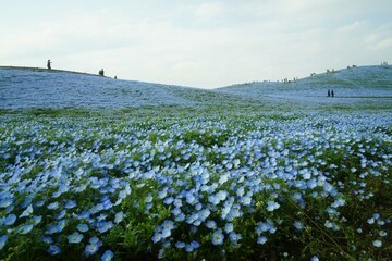 ネモフィラの花