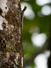 beautiful Common Gliding Lizard or Common Flying Drago(Drago volans) on the tree in forest