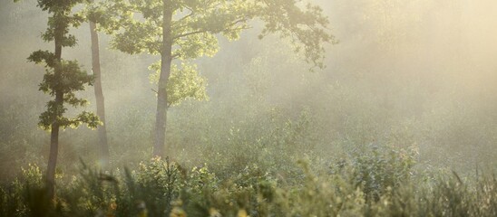 Mysterious evergreen forest. Sunrise. Golden sunlight, sunbeams, fog. Pine, spruce, oak trees close-up. Soft light, golden hour. Picturesque scenery. Idyllic summer landscape. Pure nature, environment - obrazy, fototapety, plakaty