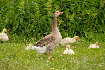 Goose and goslings walk on green grass