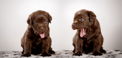 chocolate labrador puppy in studio