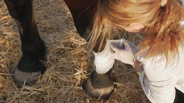 female veterinarian bandages sick leg in horse, winds bandage on hock joint next to hoof.