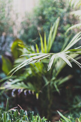 gardening and taking care of plants, idyllic sunny backyard with palm trees ferns and lots of tropical plants