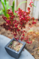 small red japanese maple tree in pot outdoor in sunny backyard