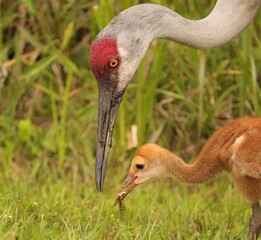 Mommy Sandhill Crane Loving feeding her colt chick