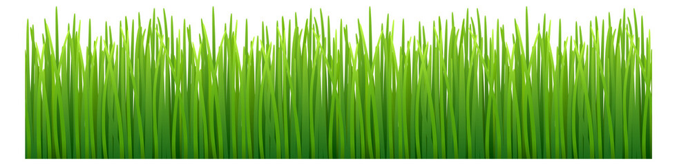 Fototapeta na wymiar Green grass seamless pattern. Eco nature border