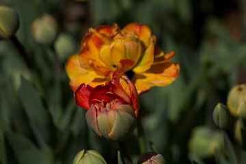 red and yellow tulips