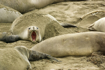 Elephant seal colony seen from Elephant Seal Vista Point, California