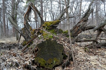 A fallen stump with powerful roots and overgrown with moss
