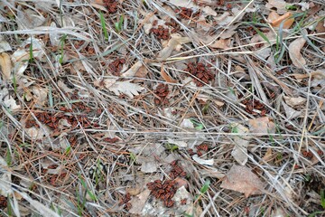A colony of red-winged bedbugs breed among last year's foliage