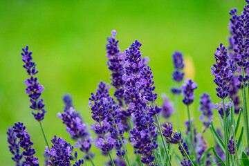 Purple lavender flowers on a green blurred background.