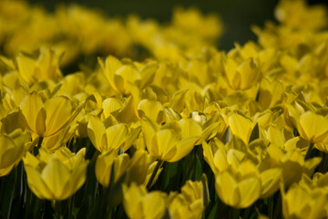 yellow flowers in spring