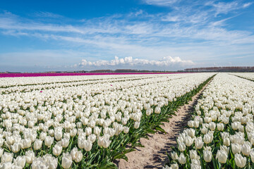 Large field of pure white blooming tulips. Some unwanted red tulips are also visible in between. The photo was taken on a sunny spring day at Goeree-Overflakkee, in the province of South Holland. - Powered by Adobe