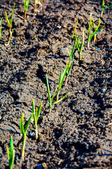 Green plants in the garden. Spring. Plants in the backyard.
