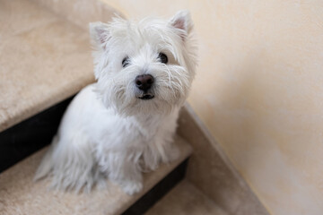 West Highland White terrier dog left alone outside home on the stairs, ready for a walk with owner