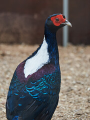  The bird stares intently into the camera.