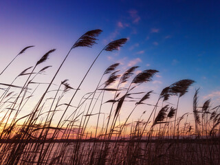 The top of the reeds against the backdrop of sunrise