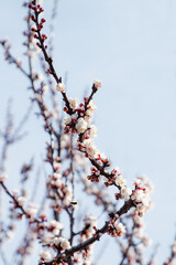 Tree branch with flowers against the blue sky. Blooming tree in spring. Spring.
