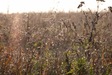 Field with wild brown dry autumn grass with dew drops illuminated by dawn. Beautiful autumn colors. autumn background