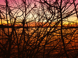 Tree branches against the background of a sunset