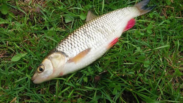 Fresh chub on the green grass, top view