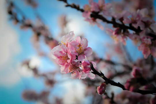Almendro flores y brotes