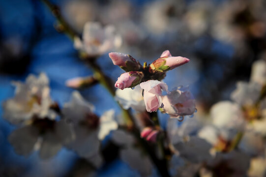 Almendro flores y brotes