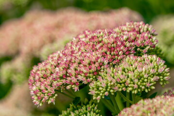 Prächtige Fetthenne (Hylotelephium spectabile)