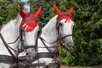 Białe konie z czerwonymi nausznikami.
 - obrazy, fototapety, plakaty