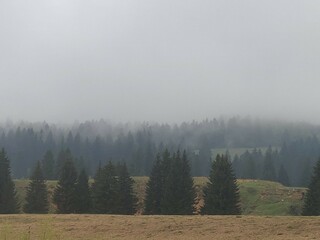foggy forest landscape 