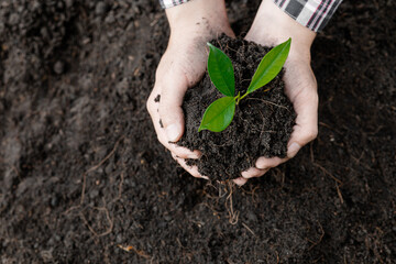 A man is planting tree saplings into the soil in a tropical forest, planting a replacement tree to reduce global warming. The concept of saving the world and reducing global warming.