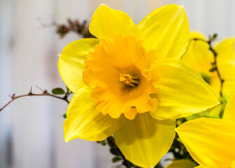 wiosenny żółty kwiat żonkil w bukiecie