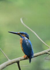 a common kingfisher or eurasian kingfisher (alcedo atthis) sitting on a branch