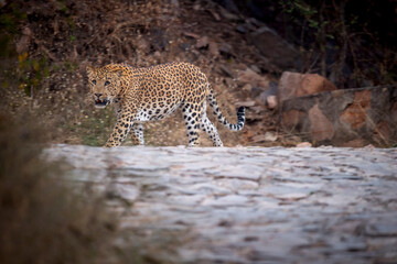 indian wild male leopard or panther side profile portrait walking or stroll in style with eye...