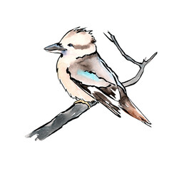 Australian birds. Watercolor sketch.
