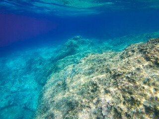 Underwater landscape with fishes and wildlife in the Adriatic Sea of Salento, Apulia Italy