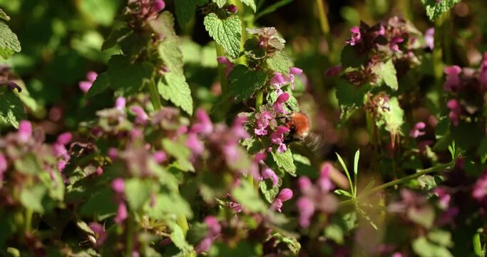 a bumblebee taken up close as it feeds