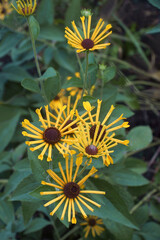 Sweet coneflower (Rudbeckia subtomentosa)