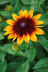 Close-up image of Black-eyed Susan flower