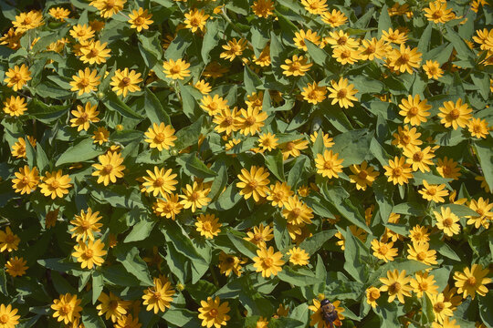 Close-up image of Butter daisy flowers