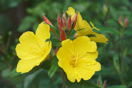 Common Evening primrose (Oenothera biennis). Called Evening star, Sundrop, Weedy evening primrose, German rampion, Hog weed and Fever-plant also