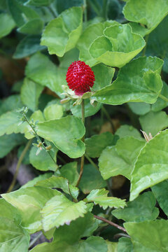Mock strawberry (Potentilla indica). Called Indian strawberry and False strawberry also. Another botanical name is Duchesnea indica.