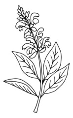 Medical herb sketch. Hand drawn blooming plant