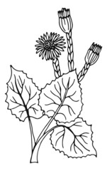 Coltsfoot plant. Healthy medical herb. Nature drawing
