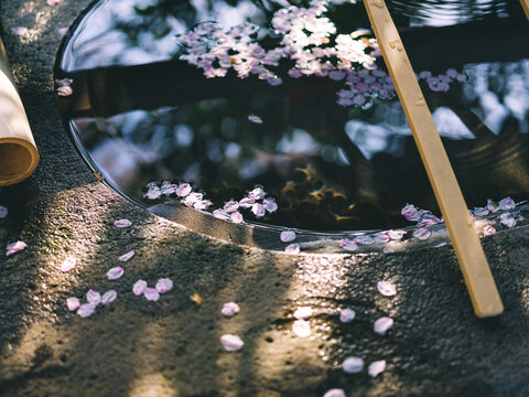水たまりと桜の花びら